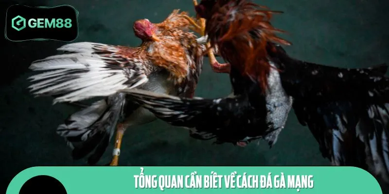 Tổng quan cần biết về cách đá gà mạng
